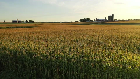 Drone flying low over the corn field Stock Footage 138539720