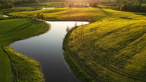 Drone flying low over corn field. Rape field with lake. Green Agricultural field Stock Footage 270782451