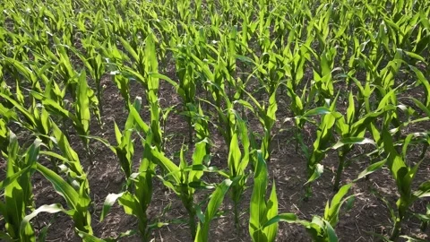 Drone flying low over Corn field during bright sunny day, green maize on growing Stock Footage 301806221