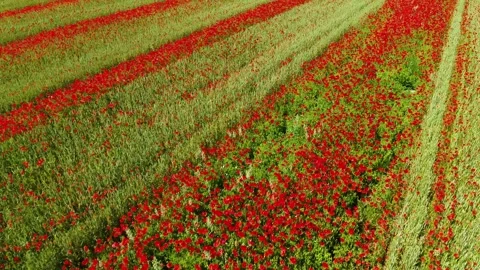Drone flying low over a field with beautiful red poppies in bloom Video stock 305563970