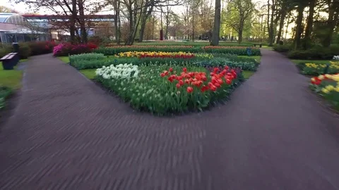 Drone flying low over flowers in a park in Keukenhof Stock Footage 70251455