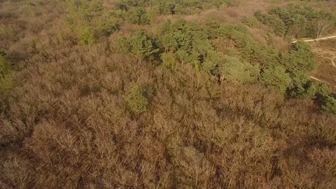Drone flying low over forest with heath Stock Footage 75349757