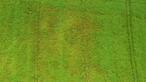 Drone flying low over green field with poppies 4K Stock Footage 236723310