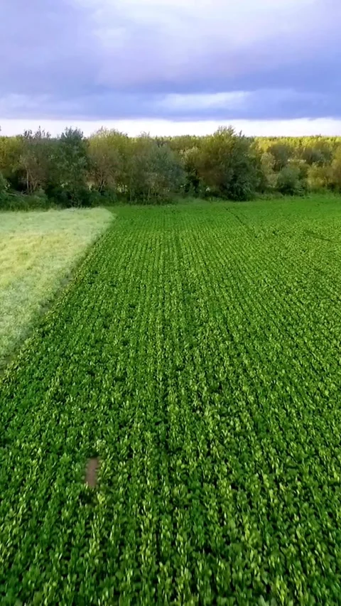 Drone flying low over green agricultural crop field Stock Footage 334169254