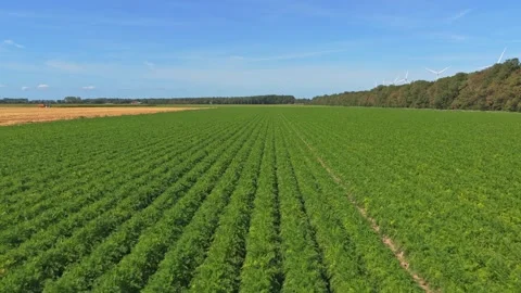 Drone flying low over green carrot field in netherlands Stock Footage 342814359