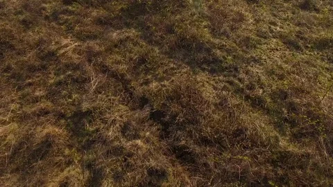 Drone flying low over heath with pan movement Stock Footage 75349647