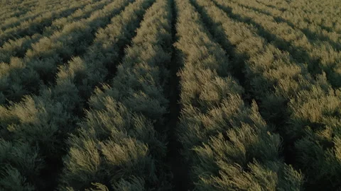 Drone Flying Low Over Lush Olive Grove At Sunrise 4K 30FPS Stock Footage 273930274