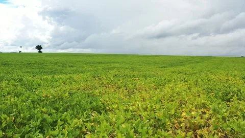 Drone flying low over oceans of soybean fields in Brazil Stock Footage 255686677