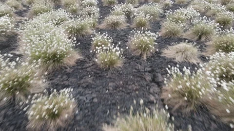 Drone Flying Low Over Peat Bog and Cottongrass, 4K 動画素材 219061029