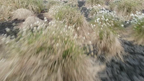 Drone Flying Low Over peat Bog &amp; Cottongrass 2, 4K 動画素材 219100356