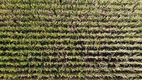 Drone flying low over ripe corn field. Agriculture food production.Summer/autumn Stock Footage 140169628