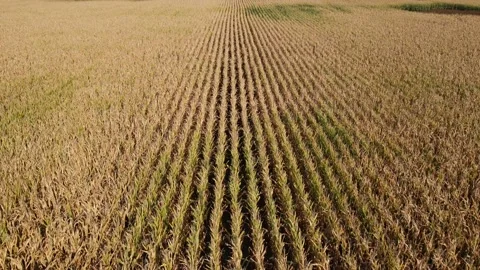 Drone flying low over ripe and faded corn field. Summer autumn season. Stock Footage 141022797