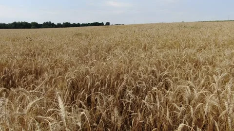 Drone flying low over ripe wheat field Stock Footage 333182951