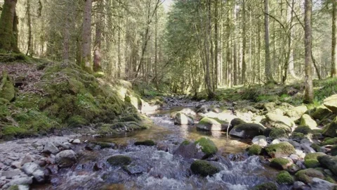 Drone flying low over river stream in pine forest on a sunny day Vosges Stock Footage 306804540