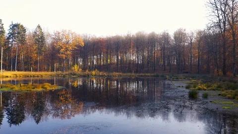 Drone flying low over small forest lake, drone stock footage by DroneRune Stock Footage 128284756