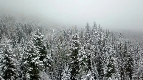 Drone flying low over snowy forest landscape in misty winter condition Stock Footage 119848058