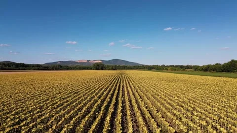 Drone Flying Low Over Sunflower Field, Rising to Reveal Distant Mountains Stock Footage 323607778