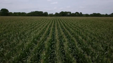 Drone flying low over top of a corn field 動画素材 113544771