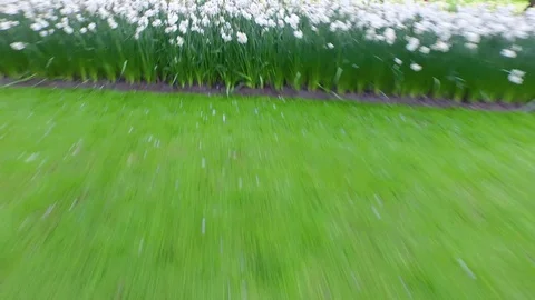 Drone flying low over tulps in keukenhof, The Netherlands 動画素材 70259956