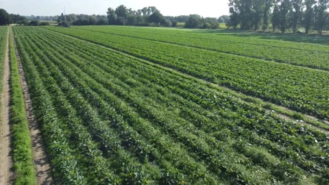Drone flying low over a vegetable field with a tractor in the distance Stock Footage 161023452
