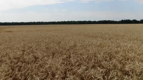 Drone flying low over wheat field forward Video stock 333086251