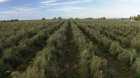 Drone Flying Low Over Young Olive Grove Near Arizona 4K 30FPS Stock Footage 273930992