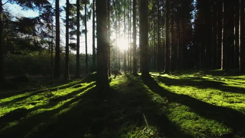 Drone Flying Low At At Pine Forest With Sunrays Shining Through Trees Stock Footage 227884823