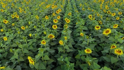 Drone flying low through a blooming sunflower field at golden hour. 動画素材 310783186
