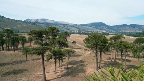 Drone flying low through native araucaria trees over arid plain and rocky Vidéo 331216748