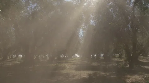 Drone Flying Low Through Old Olive Grove Forest In Arizona 4K 30FPS Stock Footage 273930834