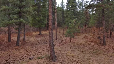 Drone flying low through pine trees 4K drone video Stock Footage 143168555