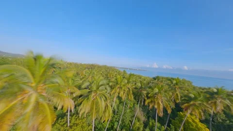 Drone Flying Low through Tropical Forest Towards Deserted Beach,Island and Stock Footage 172317434