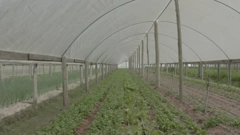 Drone flying low in vegetable plantation Stock Footage 234341771