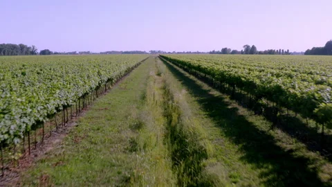 Drone flying in the middle of a vineyard field Stock Footage 263714472