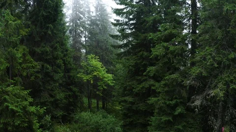 Drone flying in the Mist Autumn Forest. Green Pine trees. Nature concept Stock Footage 116670862