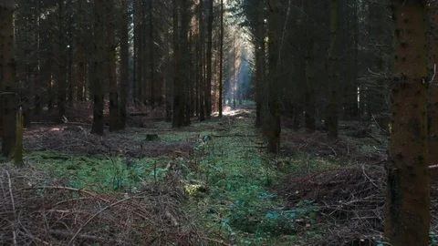 Drone is flying into a mystical forest 스톡 동영상 89705468