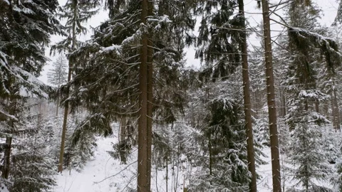 Drone flying next to fir tree in forrest while it´s snowing in the winter Stock-Footage 146759820