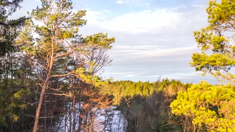 Drone flying next to fir tree over forest Stock Footage 147496520