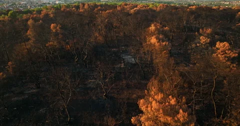 Drone flying in orbit around dead tree trunks in a burned forest landscape Stock Footage 345419820
