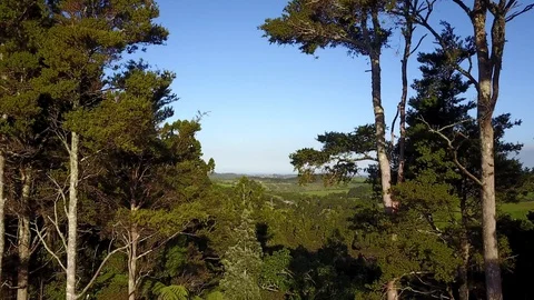 Drone: Flying out between trees towards coast. NZ 库存影片 90121340