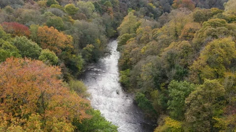 Drone Flying Over Autmnal Trees And River 2, 4K 動画素材 220105185