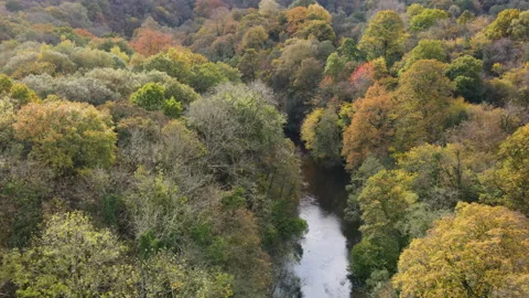 Drone Flying Over Autmnal Trees And River, 4K 動画素材 220105861