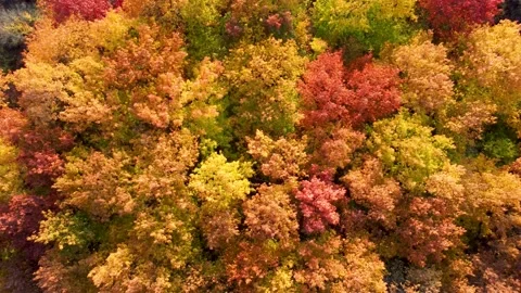 Drone flying over the autumn forest. Vibrant natural background  Stock-Footage 163667587