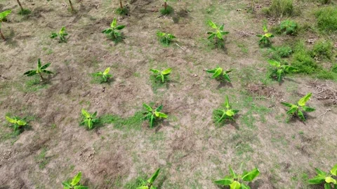 Drone Flying Over Banana Fields in Tropical Countryside Stock Footage 311737503