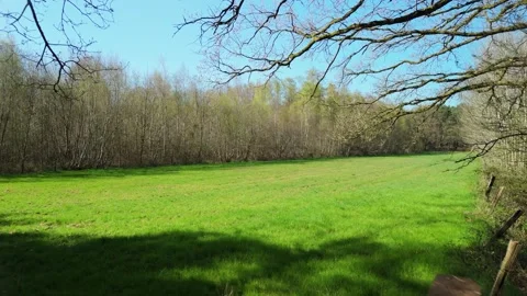 Drone Flying Over Barbed Wire Fence Through Trees into Open Forest Field Stock Footage 306135221