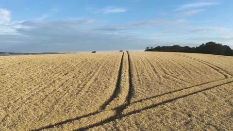 Drone flying over barley fields Stock Footage 135807659