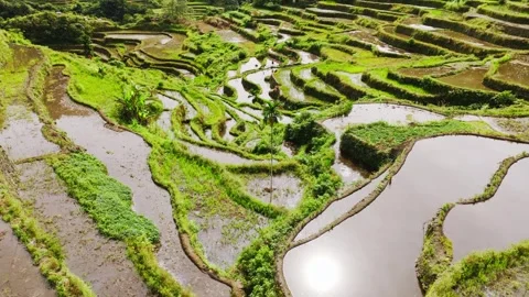 Drone flying over Batad Rice Terraces Philippines approaching palm Vidéo 333120761