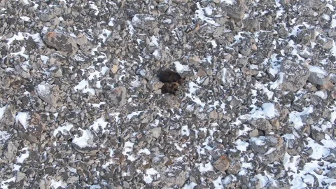 Drone flying over bears while they are walking on snowy rocks Stock Footage 126904245