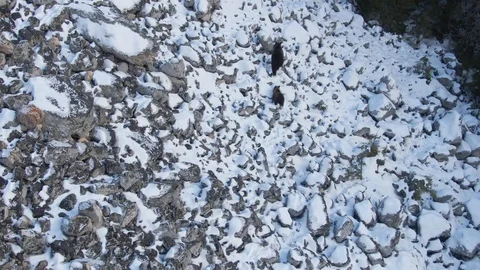 Drone flying over bears while they are walking on snowy rocks Stock Footage 126904323
