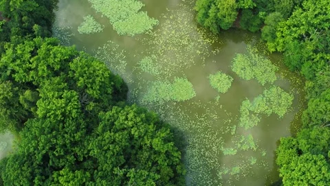 Drone flying over beautiful forest lake with water lilies Stock Footage 305564137